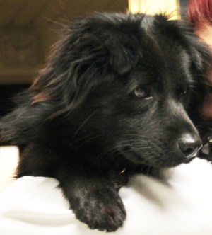 Olivia onnistui telomaan itseänsä ja syömään mm. lentokopan nippusiteet lentojensa aikana. Adoptoija tiesi, että Olivia ei ota matkaa rauhallisesti ja Olivia sai rauhoittavaa lääkettä Bangkokista lähtiessä, mutta Suomeen asti ne eivät vaikuttaneet. 