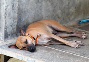 Patrick oli yksi samana päivänä lähtevistä koirista. 