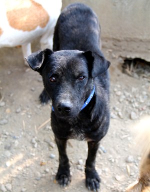 Care for Dogsilla oli Rex-koira, jonka piti päästä matkustamaan Eurooppaan, mutta sen piti odottaa että sen turkki näyttäisi paremmalta. Se oli jo terve, mutta Chiang Main viranomaisten mielestä se näytti epäilyttävältä eivätkä päästäneet sitä lähtemään. Siksi tämmöisiä tapauksia pitäisi viedä näytille ennen matkalippujen ostamista.