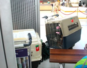 Koirat kopissansa, kun odottelimme Suvarnabhumin lentokentällä. 