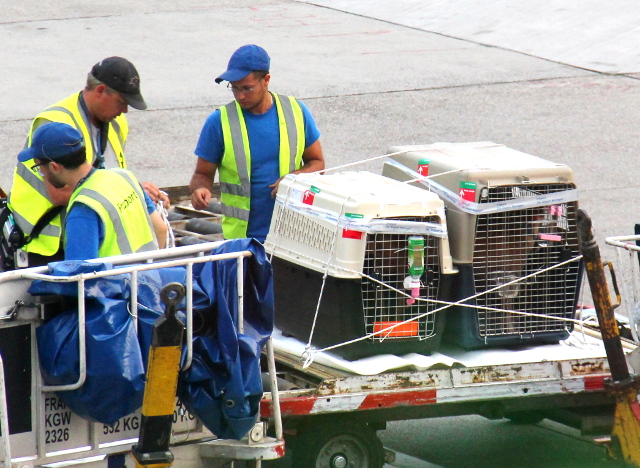 Alfa ja Wispa lentokopissansa Frankfurtin lentokentällä. 