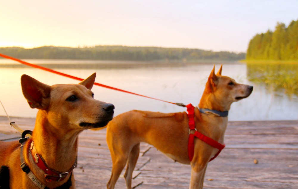 Nämä koirat toin Suomeen elokuussa 2015. Oikealla Wispa, vasemmalla Alfa. 