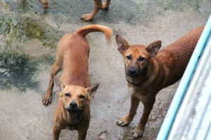 Viimeinen kuva Wispasta ja sen siskosta Buttonsista yhdessä. Nyt Buttons asuu onnellisesti Ruotsissa. 