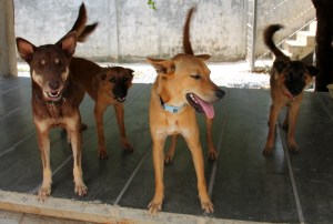 Brownien jengi ollessaan vielä tarhalla Thaimaassa. Vasemmalla Brownie, joka on nyt Suomessa, Monroe, joka on Ranskassa, Rolo, joka on Walesissa ja Ivy, joka on Englannissa. Kaikki matkustivat uusien omistajiensa luo lentovapaaehtoisten mukana. Kaikkien omistajat tapasivat koiransa Koh Lantalla adoptiosta päättäessään.