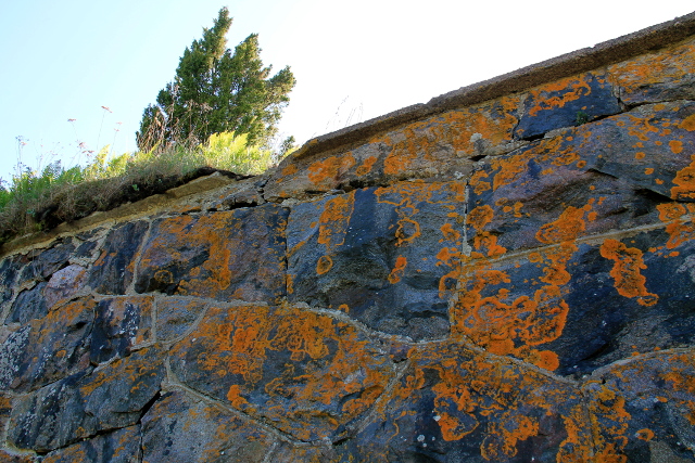 jäkälää muurin pinnassa