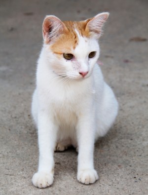 Peter-kissa tarvitsisi kodin. Lanta Animal Welfaren koirat ovat valmiita matkustamaan ulkomaille elleivät ne ole alle 7-kuukautisia pentuja tai olleet tarhalla alle 4 kuukautta. Kissojen vientiprosessi aloitetaan vasta adoptiopäätöksen jälkeen ja ne pääsevät matkustamaan Suomeen siitä noin 3,5 kuukauden kuluttua.