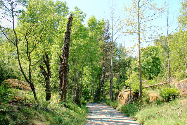 Polku ja mukavasti pystyyn jätettyjä puunrunkoja. 