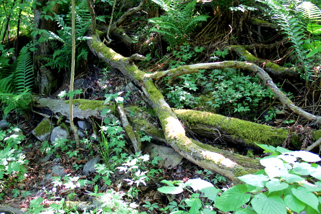 Tällaiset sammaloituneet puunrungot toivat aidon metsän makua Vallisaareen. 