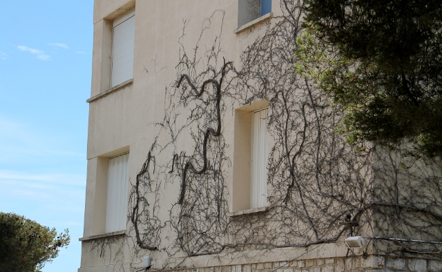 köynnöstä seinässä