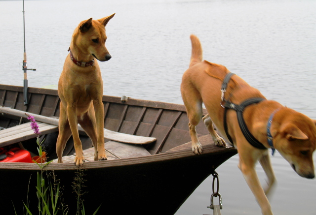 Alfa hyppää ensin veneestä