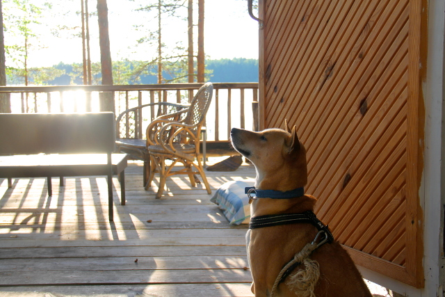 Alfa mökin terassilla. 