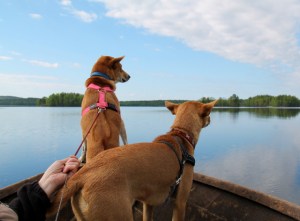 Vanhempieni koirat tykkäsivät veneilystä ja etenkin määränpään tutkimisesta. 