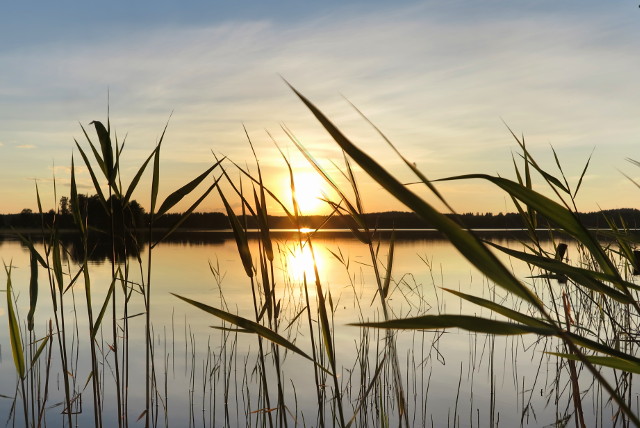 aurinko laskee järvellä kaislikko