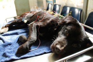 Blackjack Chiang Main yliopistolla saamassa virtaa lihaksiinsa. Se tuotiin tarhalle kävelykyvyttömänä ja nyt se elää tervettä ja energistä elämää Maltalla. 