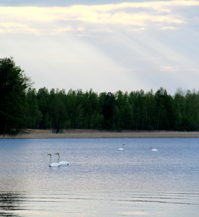 joutsenet ja valonsäteet