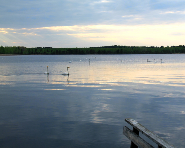 joutsenet lähellä laituria