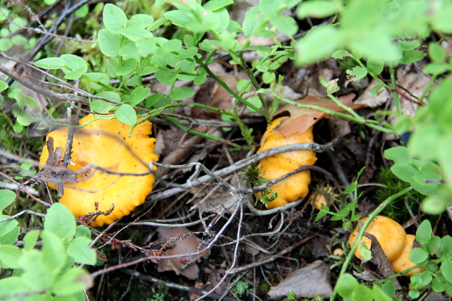 kanttarellit metsässä