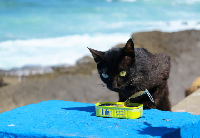 kissa ja sardiinipurkki