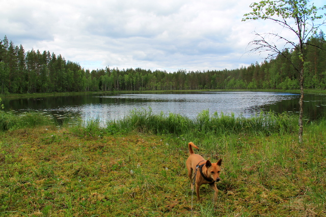 Suon vierustama lampi matkalla eteenpäin Orinorolta. 