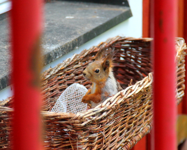 orava ikkunalaudalla