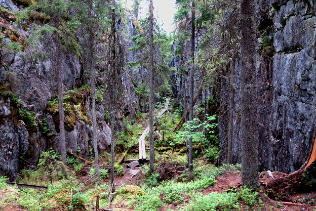 orinoro ja pitkospuut rotkossa