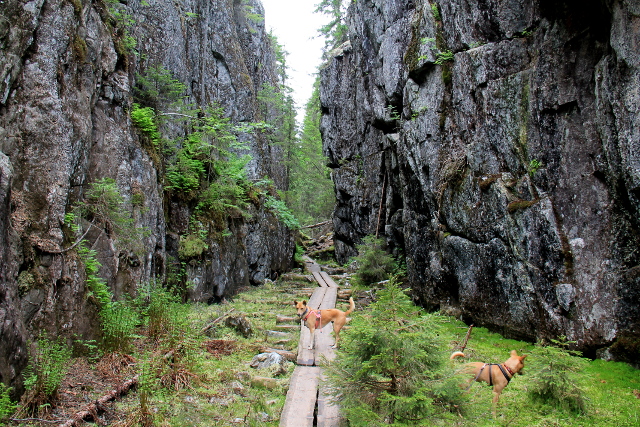 pitkospuut ja koirat rotkossa