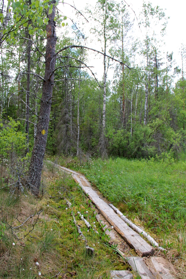 pitkospuut metsässä