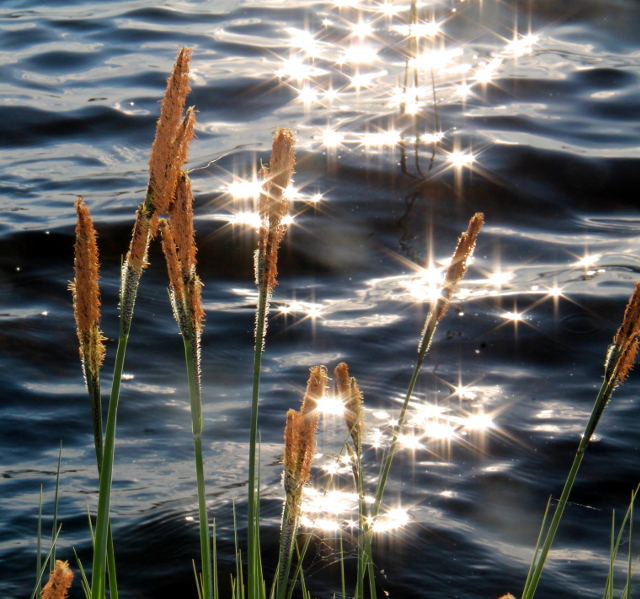 Kimmeltävä Saimaa. 