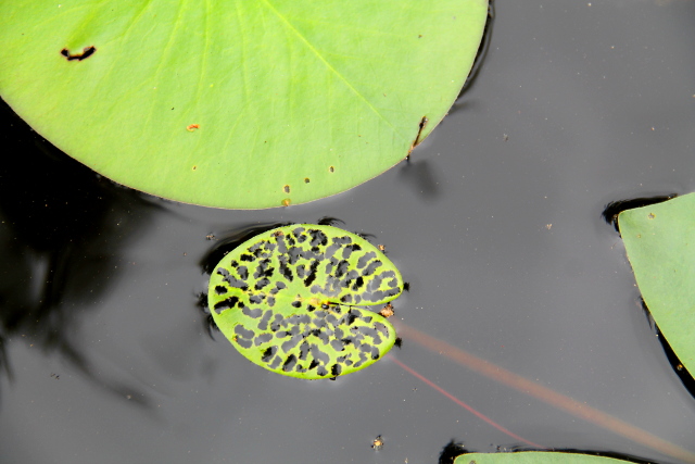 reikäinen lumpeenlehti