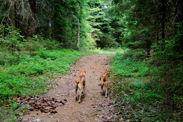 samannäköiset sisaret