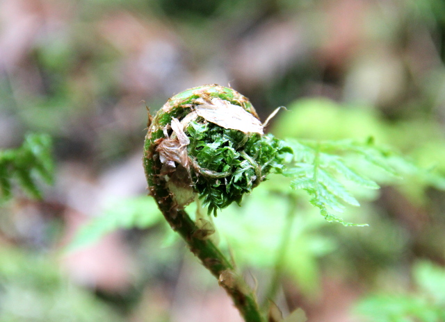 Rotkon pohjalla on saniaisia, jotka ovat minusta aina eksoottisen näköisiä Suomen luonnossa, koska tuovat mieleen Uuden-Seelannin. 