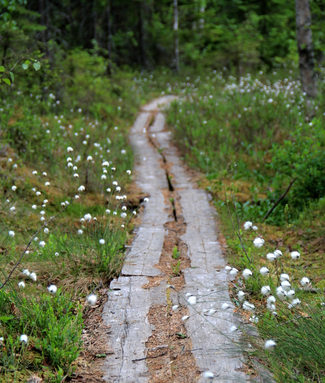 Tupasvillojen reunustamat pitkospuut, joilla on mielestäni aina yhtä ylellistä kävellä. 