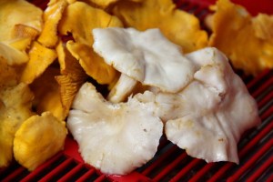 valkoinen kantarelli