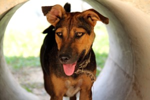 Lanta Animal Welfaren koirista minua eniten harmittaa ettei Aladdinilla ole vielä kotia. 