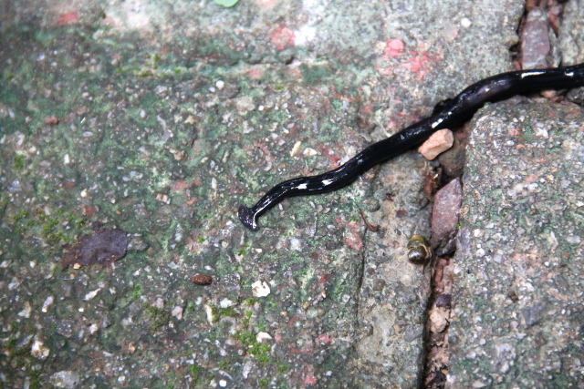 Tälllaisia mustia vasarapäämatoja olen nähnyt Koh Lantalla aiemminkin. Englanniksi niiden nimi on bipalium. 