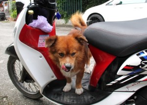 Duu Duu on koira, joka elää entisen vuokrakämppämme  kadulla. Pidimme siitä huolta pesemällä sitä, antamalla loishäätöjä ja nyppimällä punkkeja pois. Muu henkilö huolehti ruokkimisesta. Nyt oli ihana jälleennäkeminen ja ilokseni huomasin jonkun muun huolehtineen Duu Duun pesemisestä. 