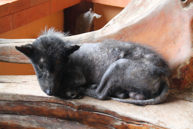 Naapurin koira hengaa täällä. Yritän järjestää, että Care for Dogs hakisi tämän ihosairaan pienen raukkahisen hoitoon.