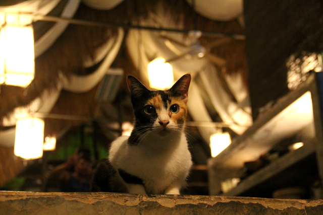 kissa time for limessa