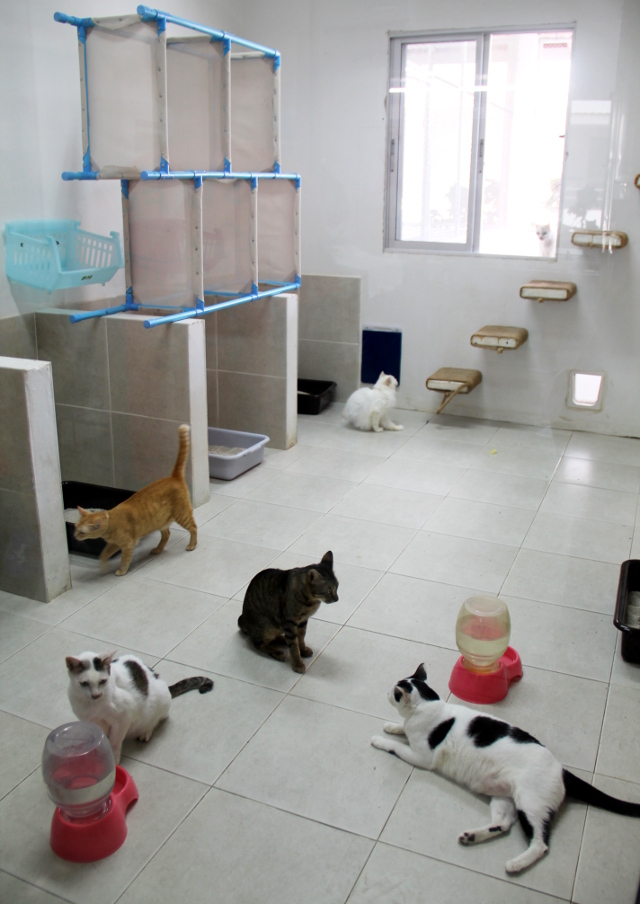 Kissahuone Soi Dogilla. Rappuja pitkin ne pääsevät ulkoiluaitaukseen. 