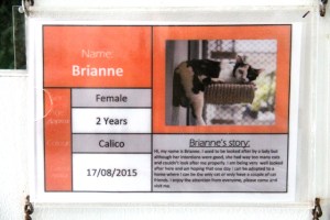 Yhden kissan tarina siitä, miksi se asuu nyt Soi Dogilla ja etsii kotia. 