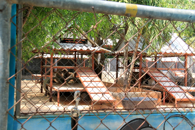 koira-aitaus-soi-dogilla