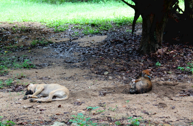On hellyyttävää miten koirat heti ottivat minut tuekseen ja turvakseen. Ne seuraavat minua ja ilahtuvat kovin nähdessään.
