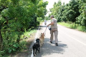 Koirien kävelytys on vapaaehtoisten perushommaa Care for Dogsilla. Sinne on Nimmanhaeminilta yli 10 km matka. 