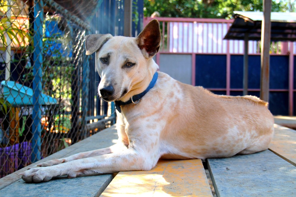 lily_pelastettu-koiranliharekasta