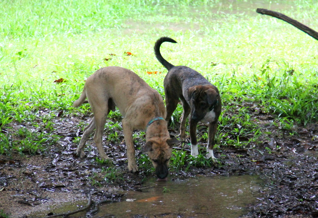 Monty ja Aida juomassa.
