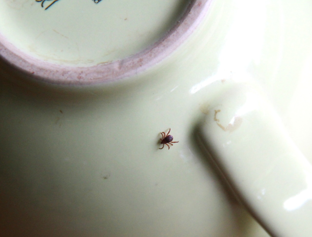 Punkki kävelemässä mukin päällä.