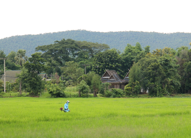 riisipelto-ja-thaimaalainen-talo