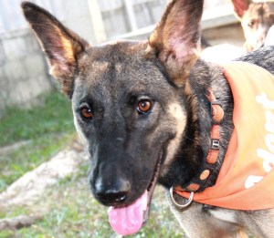 Yksivuotias Shep on ollut eläinkeskuksella jo yli vuoden ja tarvitsisi kodin. 