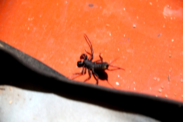 Siimaskorpioni kenkäni vieressä. 