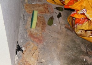 Tämän takia olisi parempi sörkkiä ulkona säilytettäviä tavaroita ensin kepillä, koska niistä voi löytyä skorpioni, juoksujalkainen tai käärme. Tässä skorppioni talon kulmalla hiekkasäkkien vieressä. Tämän jälkeen ostin isot muovilaatikot pussien säilyttämiseen. 